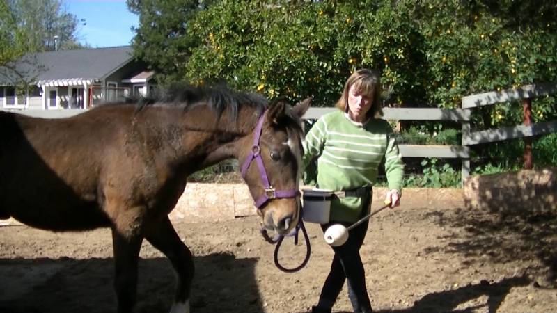 shawna lead foal
