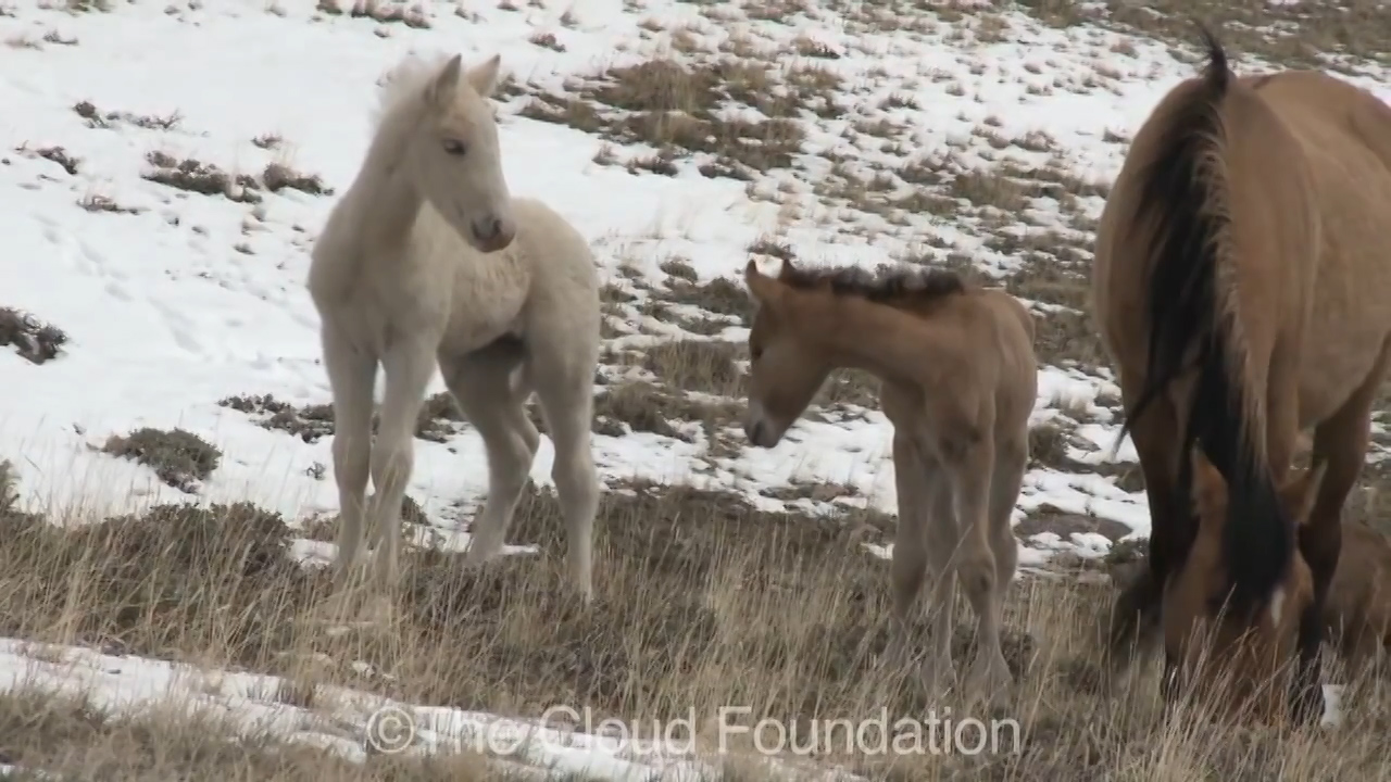 The First Connection: Learning from Foals