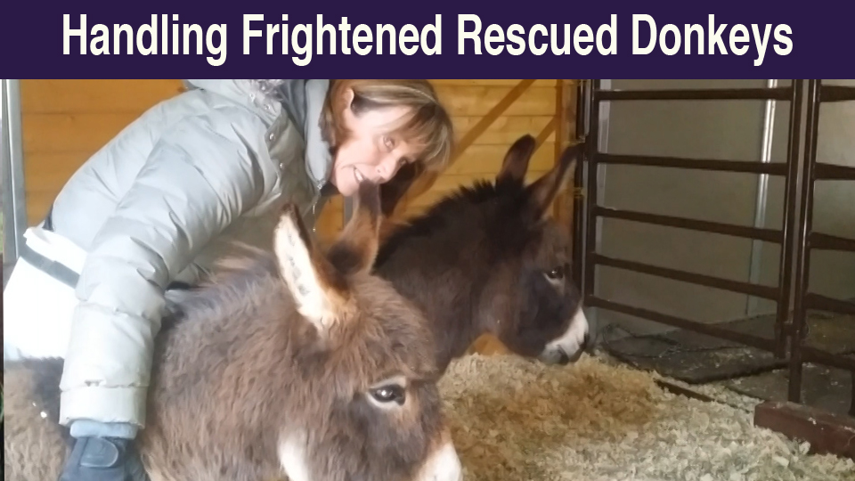 Blogs of The Year - Training Rescued Mini Donkeys