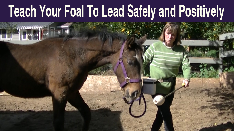How to Teach Your Foal to Lead Calmly and Positively