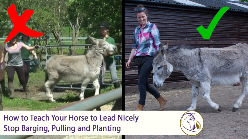 How to Teach Your Horse to Lead Nicely - Stop Pulling and Barging