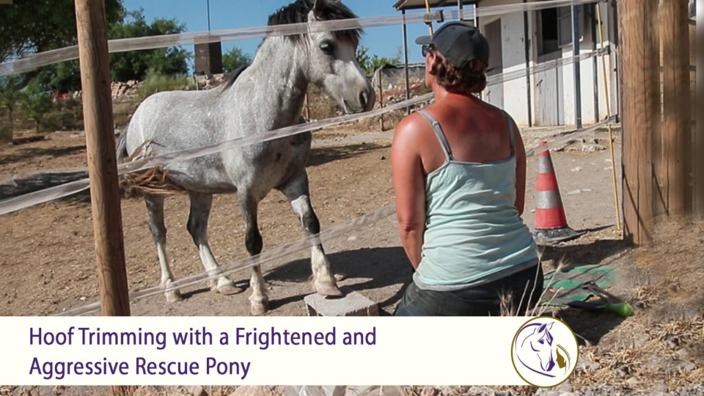 Hoof Trimming with a Frightened and Aggressive Rescue Pony