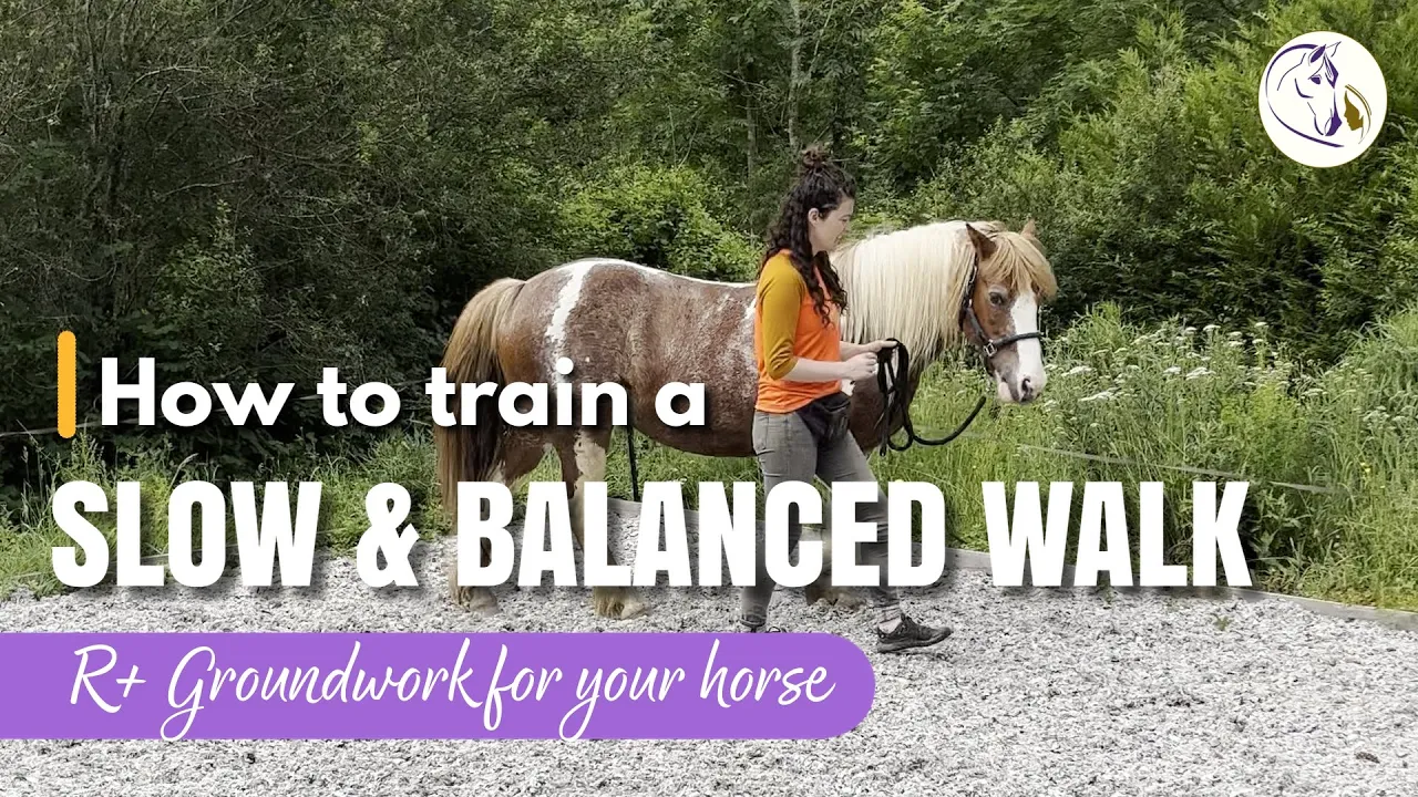 How to Train a Balanced Walk. R+ Groundwork for Your Horse